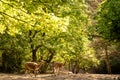 Lama vicugna, vicuna pair in ZOO Liberec, Czech Republic