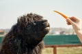 Lama at the zoo eating a carrot. Lama alpaca brown color of the fence.