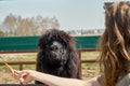 Lama at the zoo eating a carrot. Lama alpaca brown color of the fence.