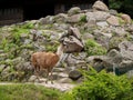 Lama in a zoo