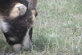 Lamancha goat grazing Royalty Free Stock Photo