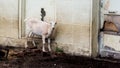 LaMancha Goat Standing on Bricks by Old Garage Royalty Free Stock Photo