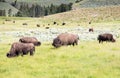 Lamar Valley Yellowstone Royalty Free Stock Photo