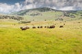 Lamar Valley Yellowstone Royalty Free Stock Photo
