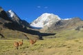 Lamas in the Andes Royalty Free Stock Photo