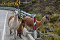 Lamas Family in El Cajas National Park, Ecuador