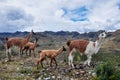 Lamas Family in El Cajas National Park, Ecuador