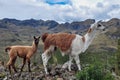 Lamas Family in El Cajas National Park, Ecuador