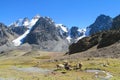 Lamas on grass meadow in the Andes Royalty Free Stock Photo