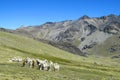 Lamas on grass meadow in the Andes Royalty Free Stock Photo