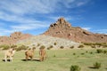 Lamas on green meadow in the Andes Royalty Free Stock Photo