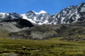 Lamas on green meadow in the Andes