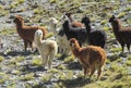 Lamas herd on altiplano Royalty Free Stock Photo