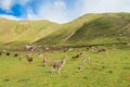 Lamas herd on altiplano Royalty Free Stock Photo