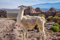 Lamas herd in Bolivia