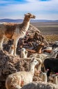 Lamas herd in Bolivia