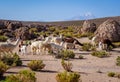 Lamas herd in Bolivia