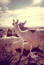 Lamas herd in Bolivia