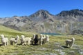 Lamas herd Royalty Free Stock Photo