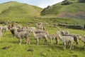 Lamas herd on green grass