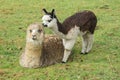 Lamas herd on green grass