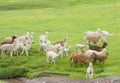 Lamas herd on green grass Royalty Free Stock Photo