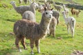 Lamas herd