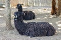 Lamas lie on ground and resting Royalty Free Stock Photo