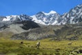 Lamas on mountain green meadow near snow mount