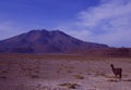 Lamas in the saltlake desert of Bolivia Royalty Free Stock Photo