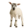 Lamb Royalty Free Stock Photo