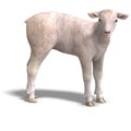 Lamb Royalty Free Stock Photo