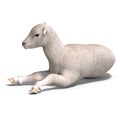 Lamb Royalty Free Stock Photo