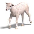 Lamb Royalty Free Stock Photo