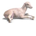 Lamb Royalty Free Stock Photo