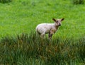 Lamb Alone In The Tall Grass Royalty Free Stock Photo