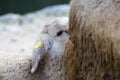 Lamb baby sheep sucking milk from his mother Royalty Free Stock Photo