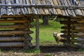 Lamb in barnyard at David Crockett Birthplace State Park Royalty Free Stock Photo