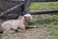 Lamb in barnyard Royalty Free Stock Photo