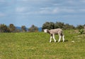 Lamb bleating in the pasture. Spring and sunny day. Royalty Free Stock Photo