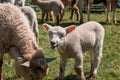 Lamb bleating in a petting zoo Royalty Free Stock Photo