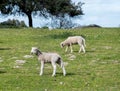 Lamb bleating. Spring and sunny day. Royalty Free Stock Photo