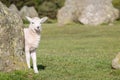 Lamb at Castlerigg Stone Circle Royalty Free Stock Photo