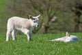 Lamb checking on a friend Royalty Free Stock Photo