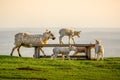 Lamb climbs on bench at Dovers Hill Royalty Free Stock Photo