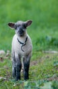 A lamb with a collar