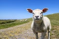 Lamb curious standing looking on an embankment dike on the island Terschelling, soft white sheep and curly fur