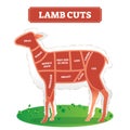 Lamb cuts vector illustration. Divided by continuous line for cooking meat. Royalty Free Stock Photo