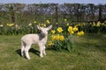 Lamb in daffodils