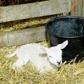 lamb, Den Hoorn, Texel Island, Netherlands Royalty Free Stock Photo